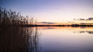 Pilliroog ja rahulik järvevaade Maardu linna lähedal päikeseloojangu ajal.