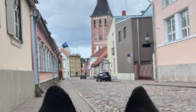 Koeraga muuseumisse päev Tartus: 15. augustil tasuta hooviprogramm