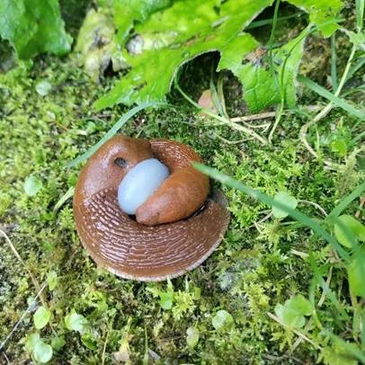 Kuidas Haapsalu aedades nälkjate munakogumeid hävitada